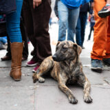 Calle_Clamor_Libertad_CDMX_DSC_0022