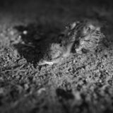 Calle_Clamor_Libertad_EDOMEX_DSC_0027