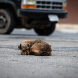 Calle_Clamor_Libertad_Tlaxcala_DSC_0169