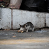 Calle_Clamor_Libertad_Veracruz_DSC_0293