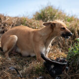 Calle_SDumat_EDOMEX_DSC_0052