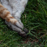 Clamor_De_Libertad_EDMOEX_DSC_0643