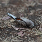 Clamor_De_Libertad_EDOMEX_DSC_0720