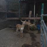 Clamor_De_Libertad_El_Club_De_Los-Animalitos_Tehuacan_DSC_0107