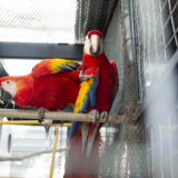 Clamor_De_Libertad_El_Club_De_Los-Animalitos_Tehuacan_DSC_0233