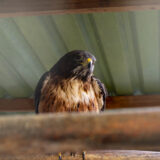 Clamor_De_Libertad_El_Club_De_Los-Animalitos_Tehuacan_DSC_0246