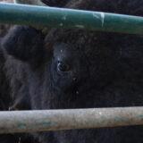Clamor_De_Libertad_El_Club_De_Los-Animalitos_Tehuacan_DSC_0278