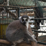Clamor_De_Libertad_El_Club_De_Los-Animalitos_Tehuacan_DSC_0312
