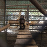 Clamor_De_Libertad_El_Club_De_Los-Animalitos_Tehuacan_DSC_0323