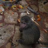 Clamor_De_Libertad_El_Club_De_Los-Animalitos_Tehuacan_DSC_0340