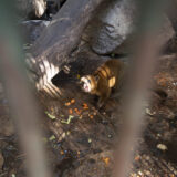 Clamor_De_Libertad_El_Club_De_Los-Animalitos_Tehuacan_DSC_0342