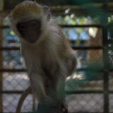 Clamor_De_Libertad_El_Club_De_Los-Animalitos_Tehuacan_DSC_0347