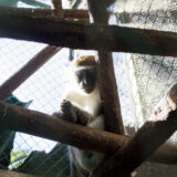 Clamor_De_Libertad_El_Club_De_Los-Animalitos_Tehuacan_DSC_0348