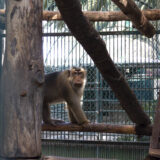 Clamor_De_Libertad_El_Club_De_Los-Animalitos_Tehuacan_DSC_0403