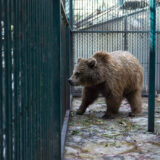 Clamor_De_Libertad_El_Club_De_Los_Animalitos_Tehuacán_DSC_0359
